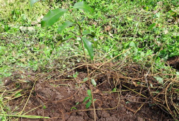 rancho-reforestacion-3